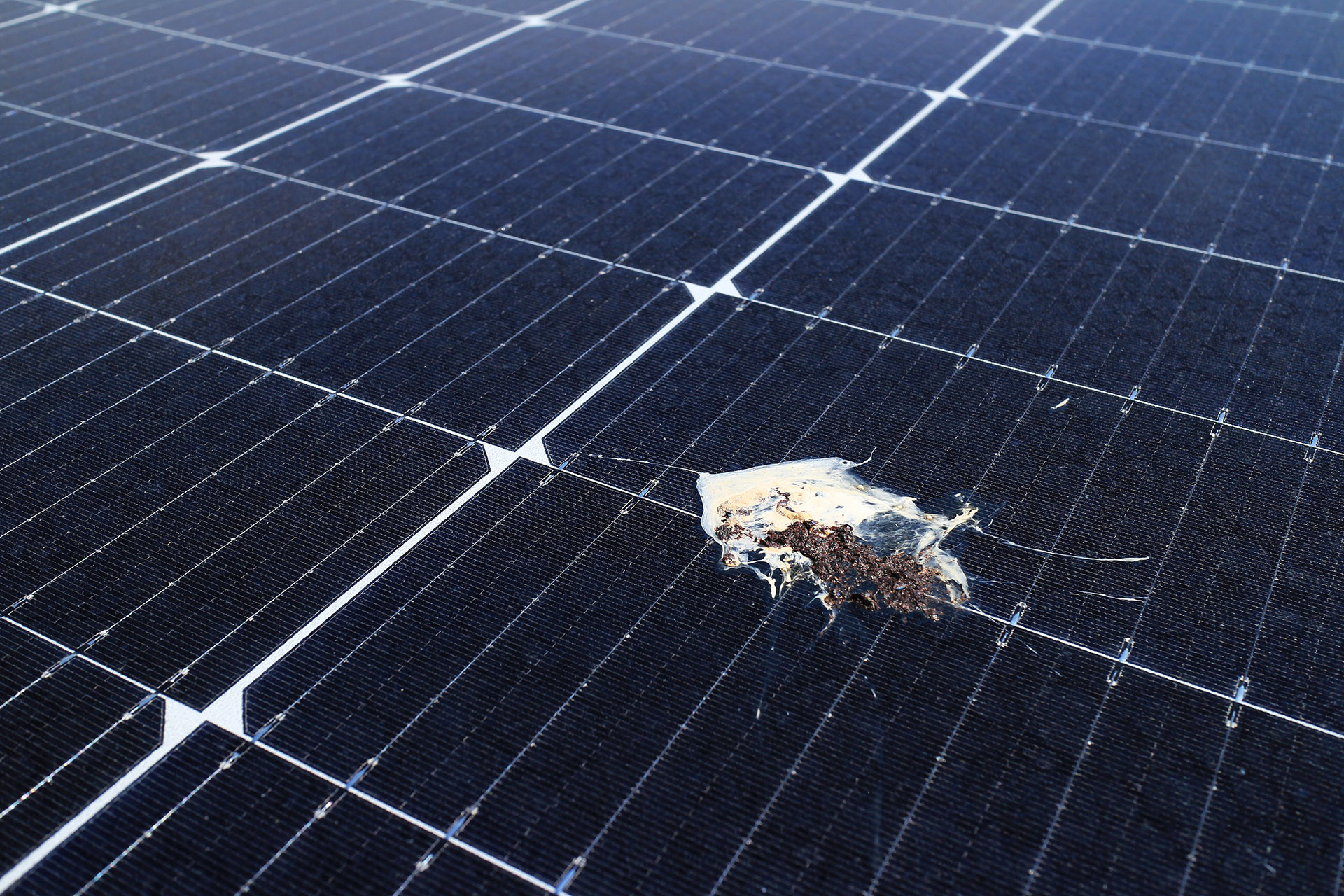 Solaranlage verschmutzt von Taubenkot