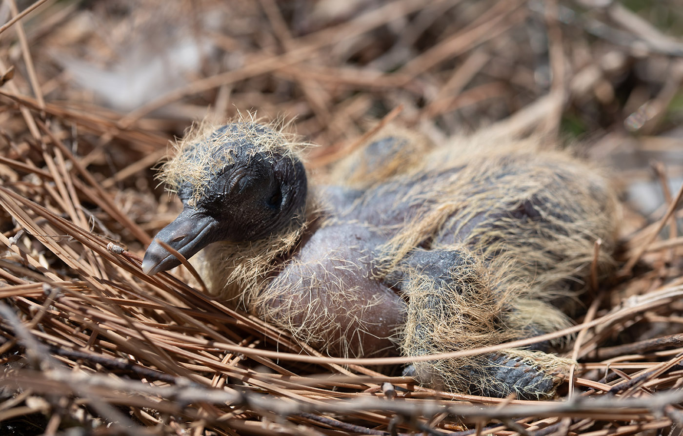 Nest einer Taube