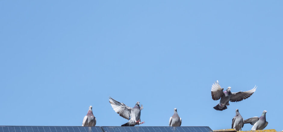 Tipps zur Taubenabwehr für Photovoltaikanlagen