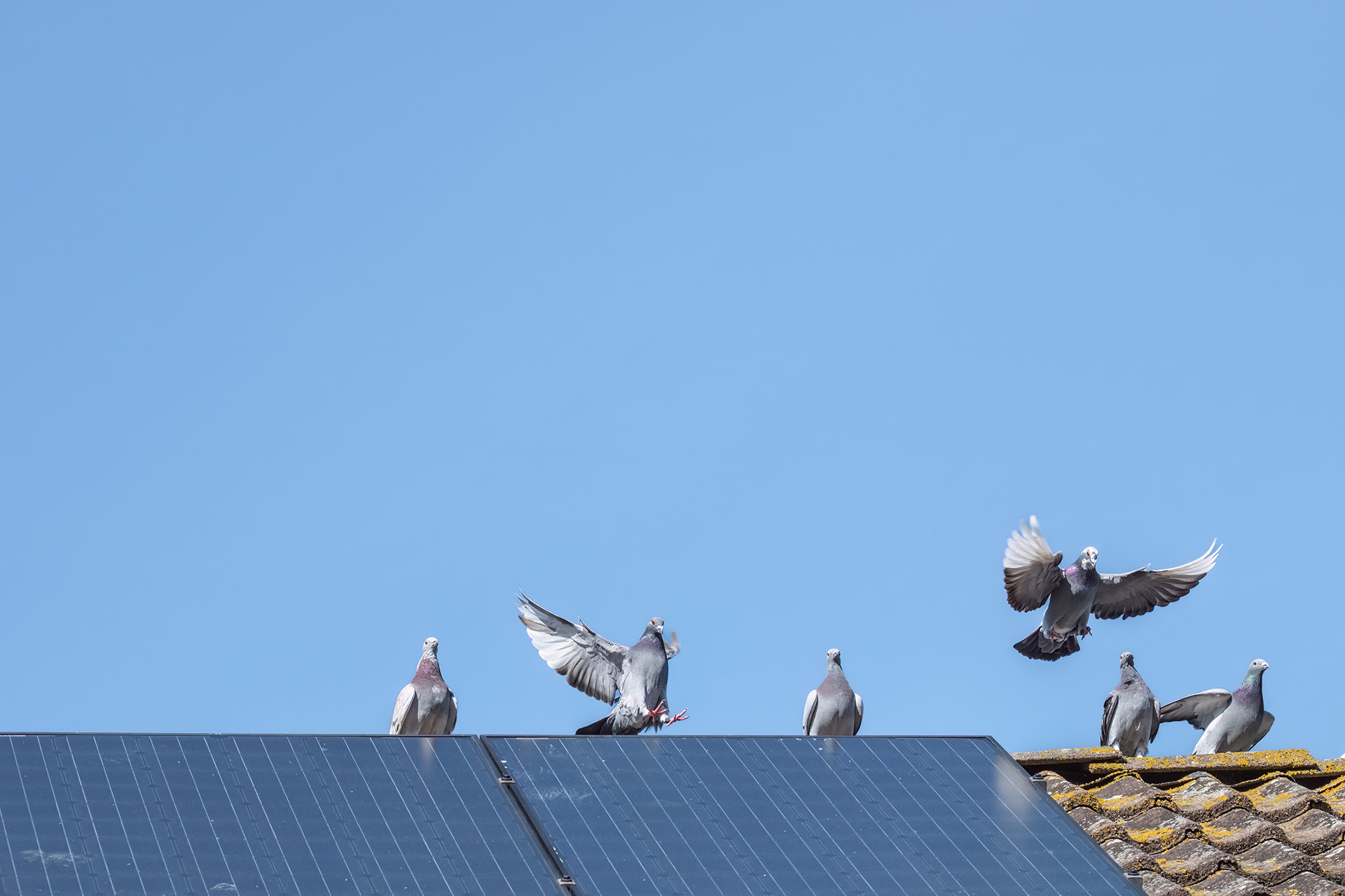 Tipps zur Taubenabwehr für Photovoltaikanlagen